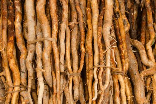 Tongkat Ali Root Extract