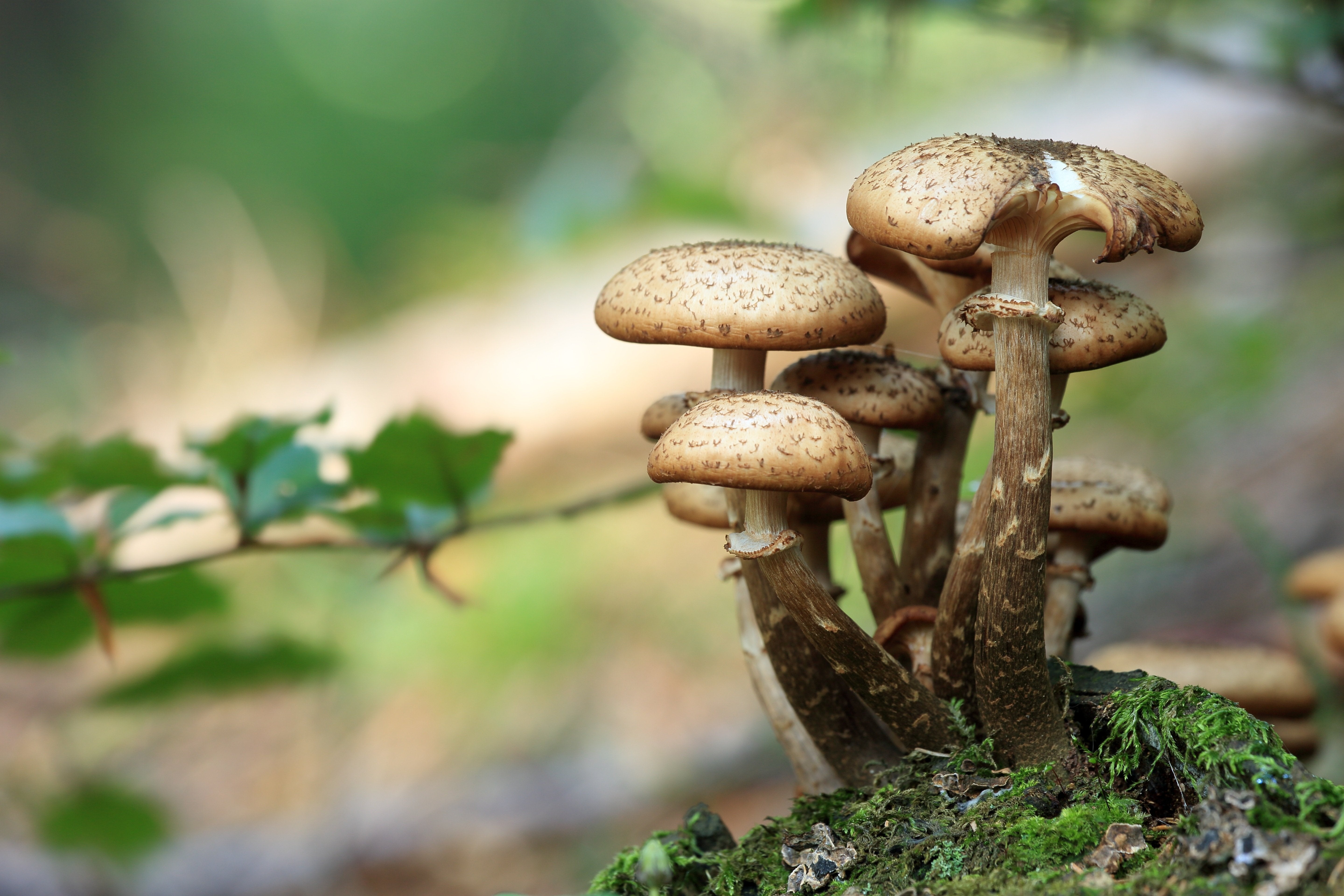 MushroomUp™