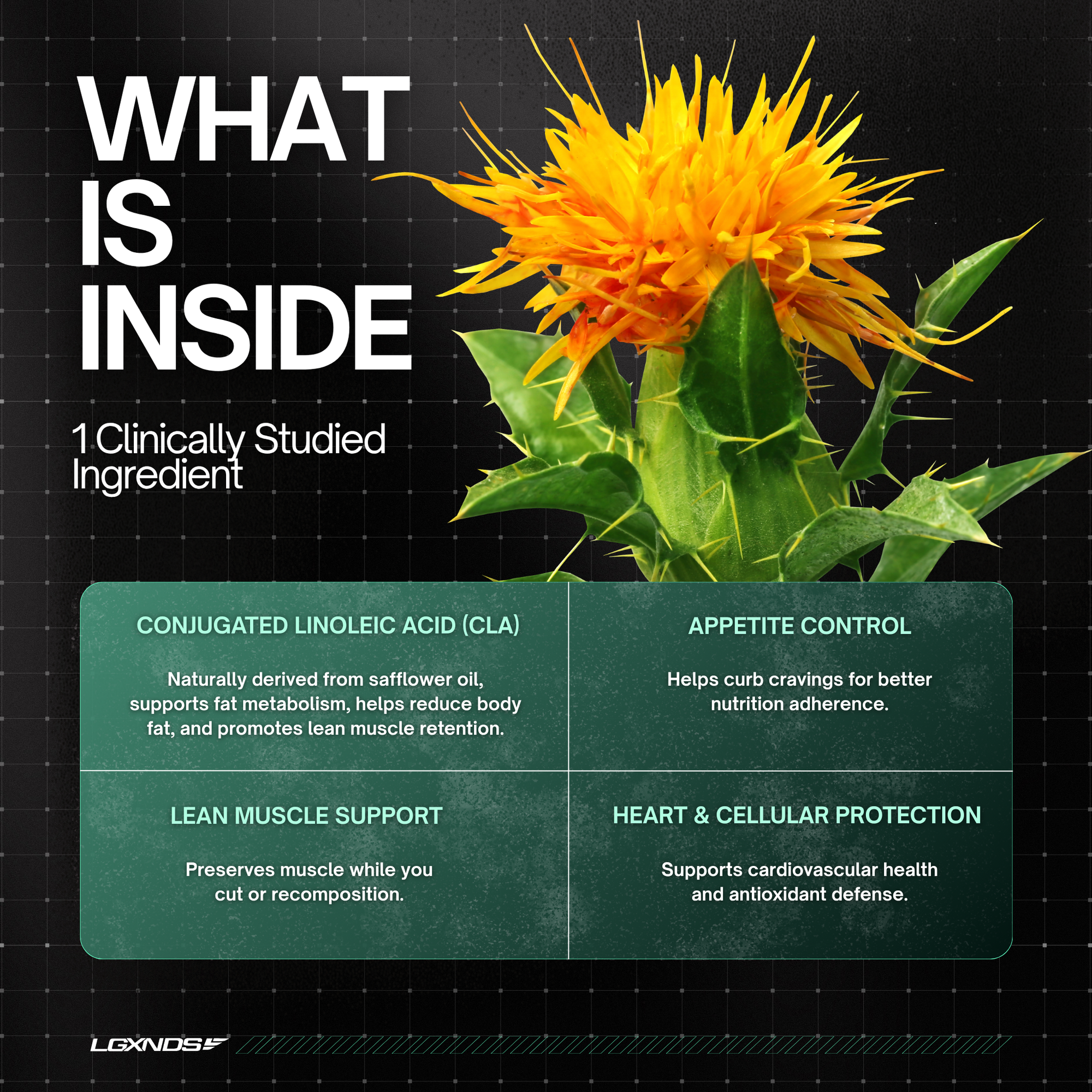Safflower flower with benefits of conjugated linoleic acid for fat metabolism and muscle support